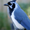 Black-throated Magpie-Jay